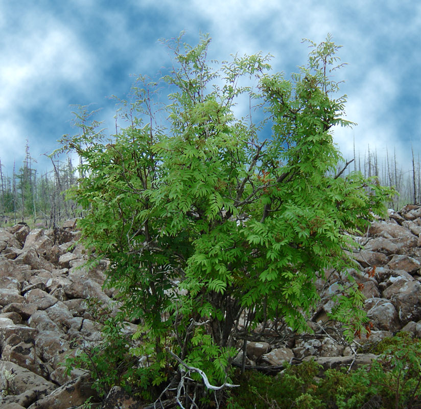 Image of Sorbus sibirica specimen.