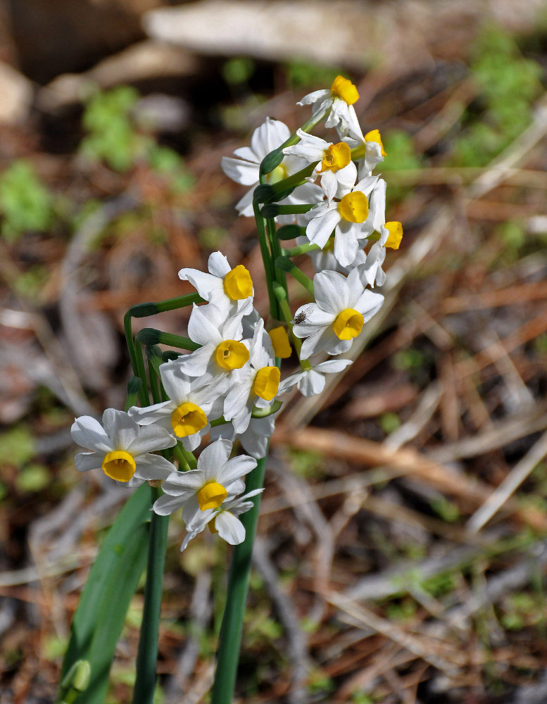 Image of Narcissus tazetta specimen.