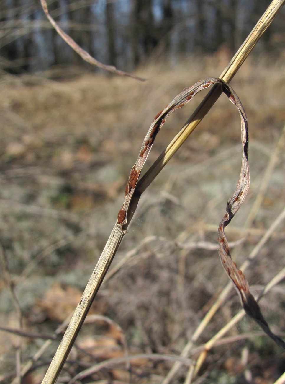 Изображение особи Bothriochloa ischaemum.