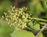 Sambucus sibirica. Нераспустившиеся соцветие. Якутия, Нерюнгринский р-н, пос. Чульман, на участке около частного дома. 09.06.2016.