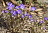 Hepatica nobilis