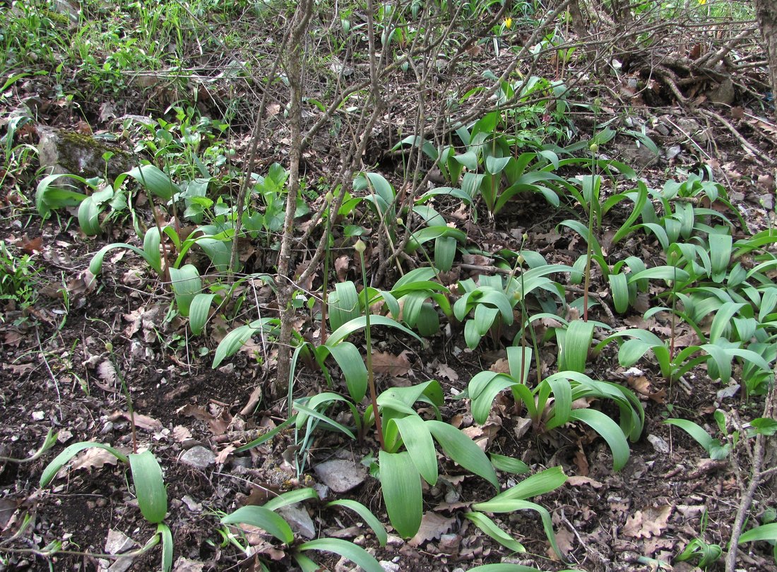 Image of Allium grande specimen.