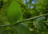 Lathyrus aphaca