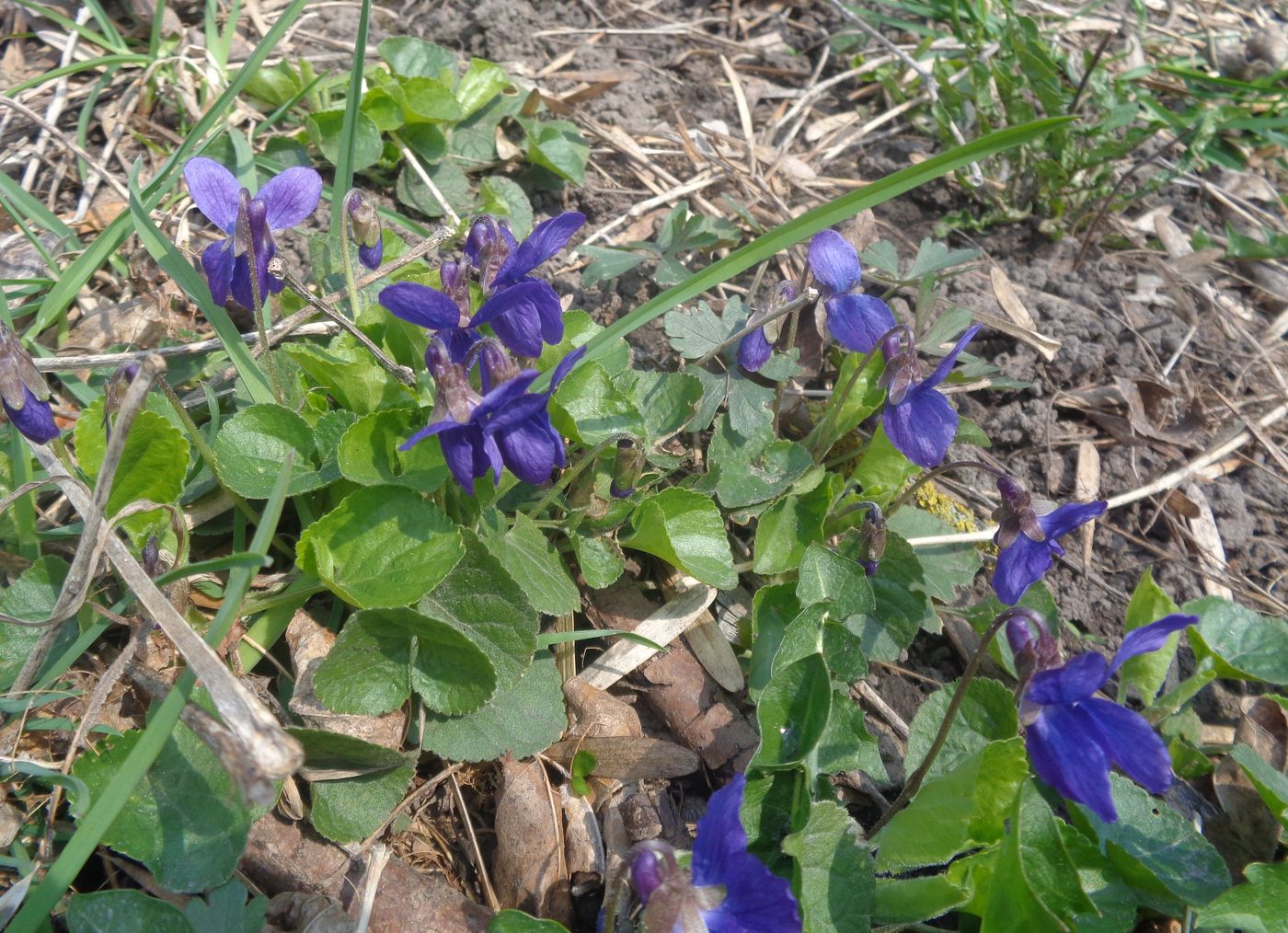 Image of Viola odorata specimen.