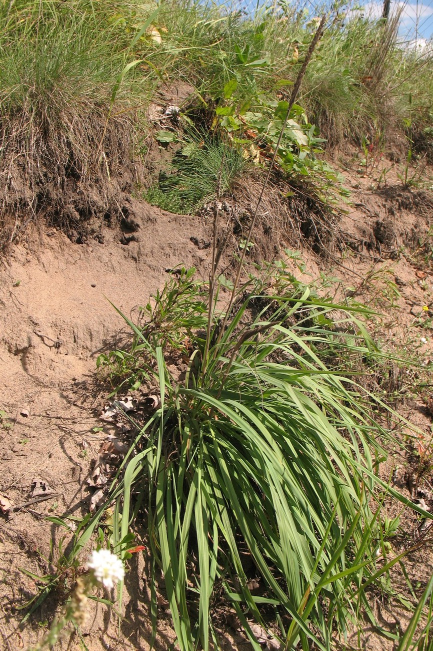 Image of Koeleria grandis specimen.