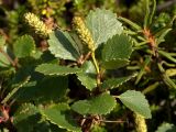 Смотреть изображение Betula × alpestris