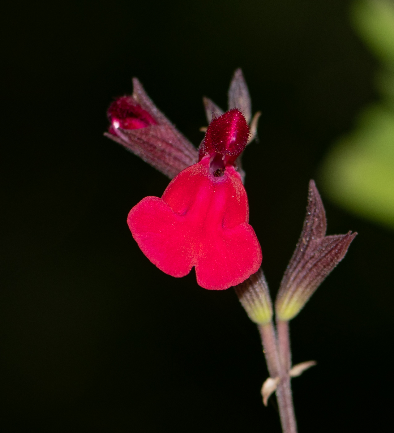 Image of Salvia greggii specimen.