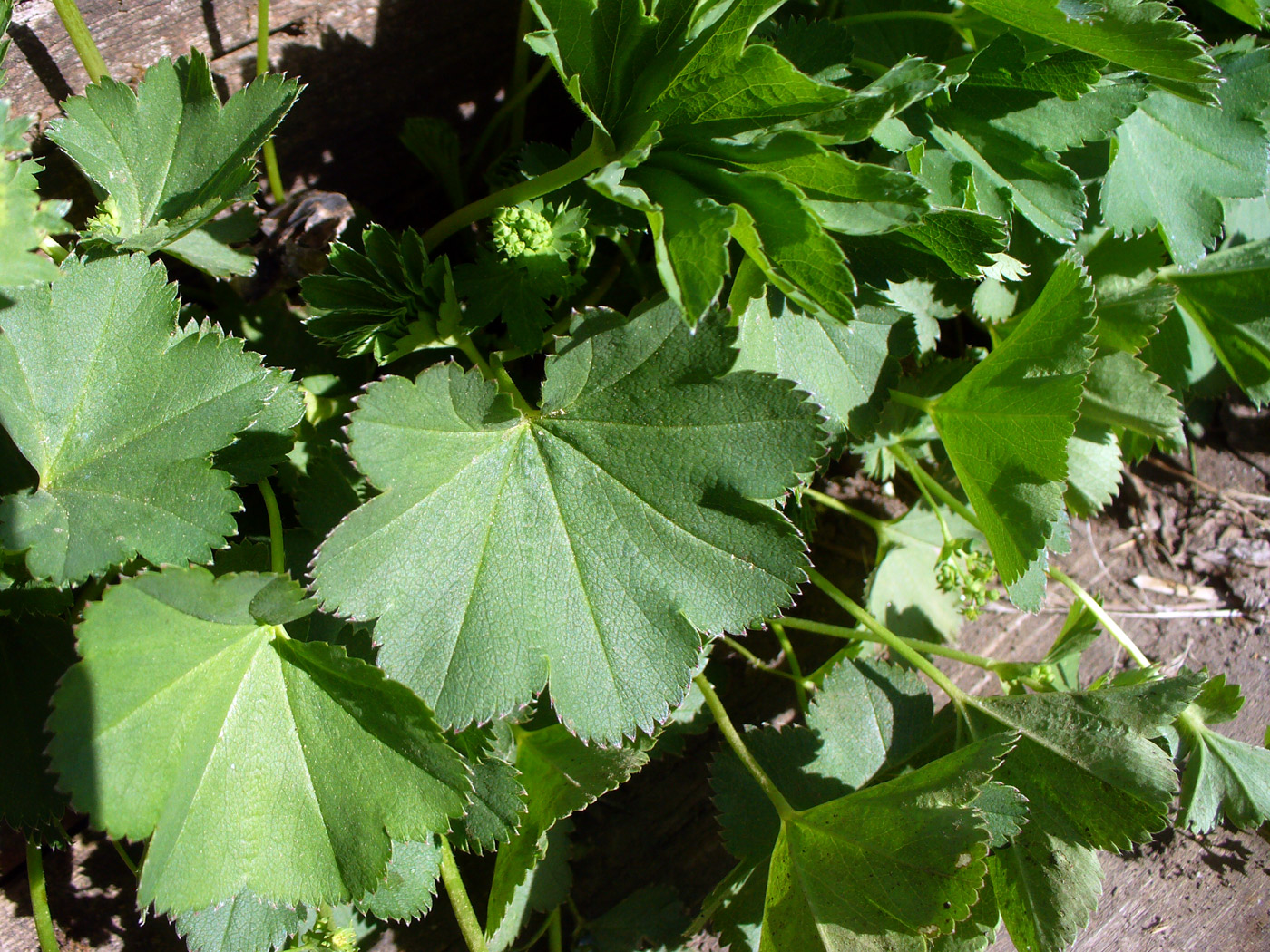 Изображение особи Alchemilla pycnoloba.