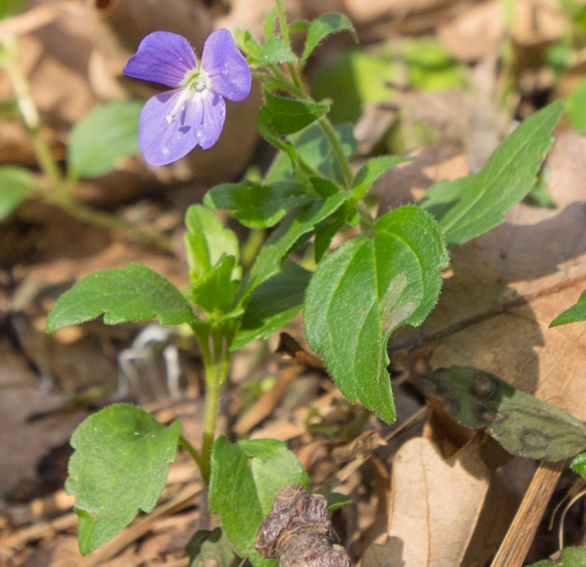 Image of Veronica umbrosa specimen.