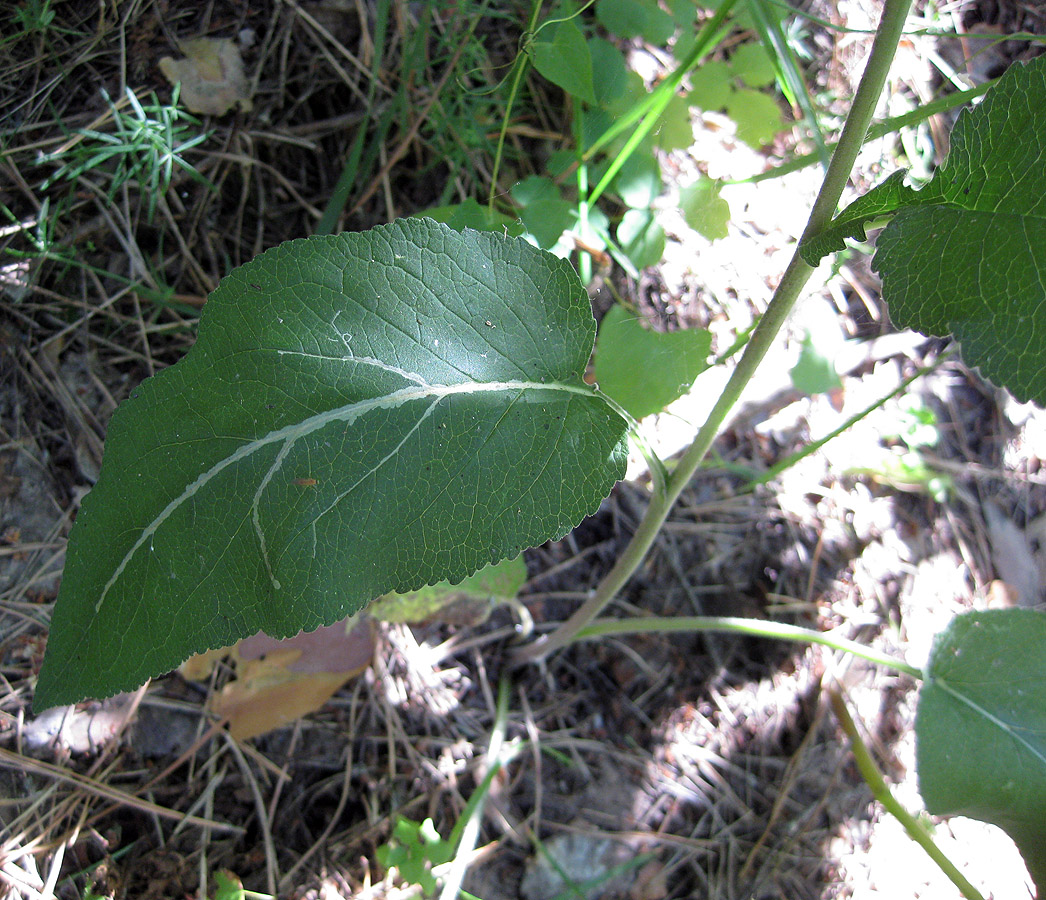 Image of Campanula bononiensis specimen.