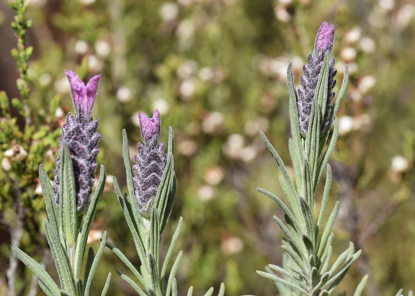 Изображение особи Lavandula stoechas.