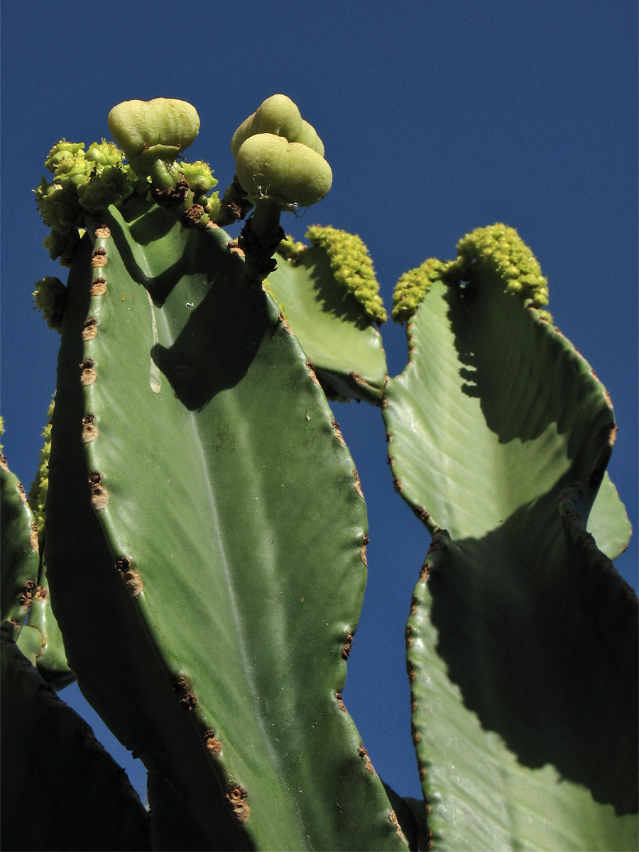 Image of Euphorbia ingens specimen.