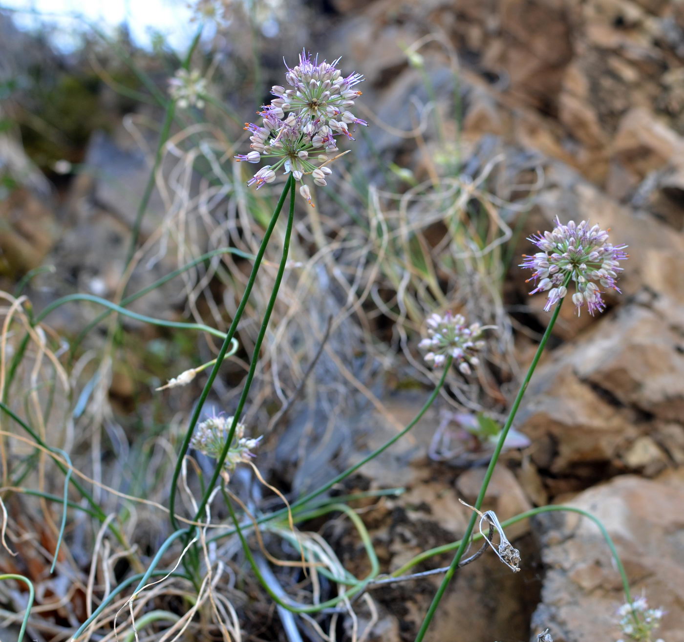 Изображение особи Allium tianschanicum.