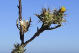 Centaurea melitensis. Часть веточки с цветущим и развивающимся соцветиями и соплодием (слева). Испания, автономное сообщество Каталония, провинция Жирона, комарка Альт Эмпорда, муниципалитет Росас, мыс Норфеу, на каменистом субстрате среди кустарников. 01.06.2019.