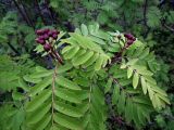 Sorbus aucuparia подвид glabrata. Верхушка ветви с созревающими плодами. Кольский п-ов, Восточный Мурман, кут губы Ярнышная, берег руч. Ярнышный. 25.08.2010.