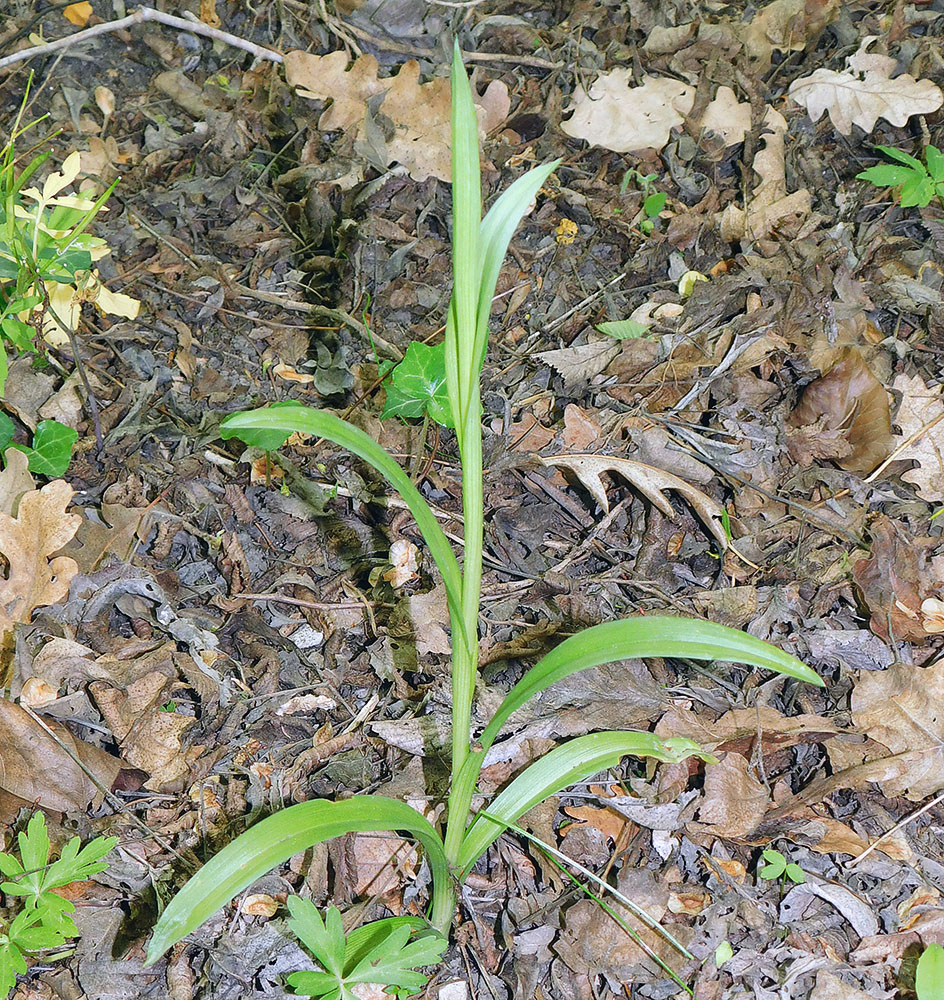 Image of Anacamptis pyramidalis specimen.