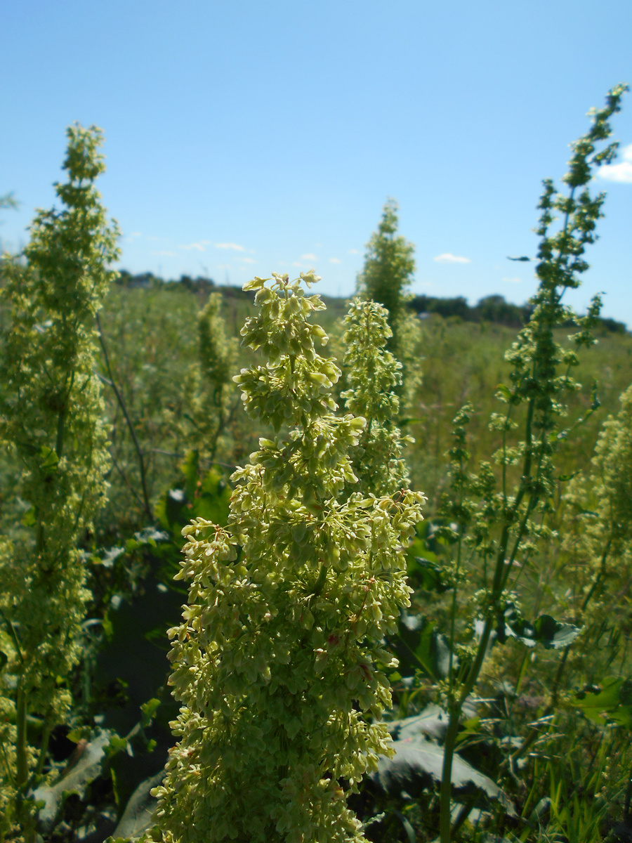 Изображение особи Rumex confertus.