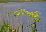 Heracleum sibiricum. Соцветия. Московская обл., окр. г. Железнодорожный, берег пруда. 26.06.2020.