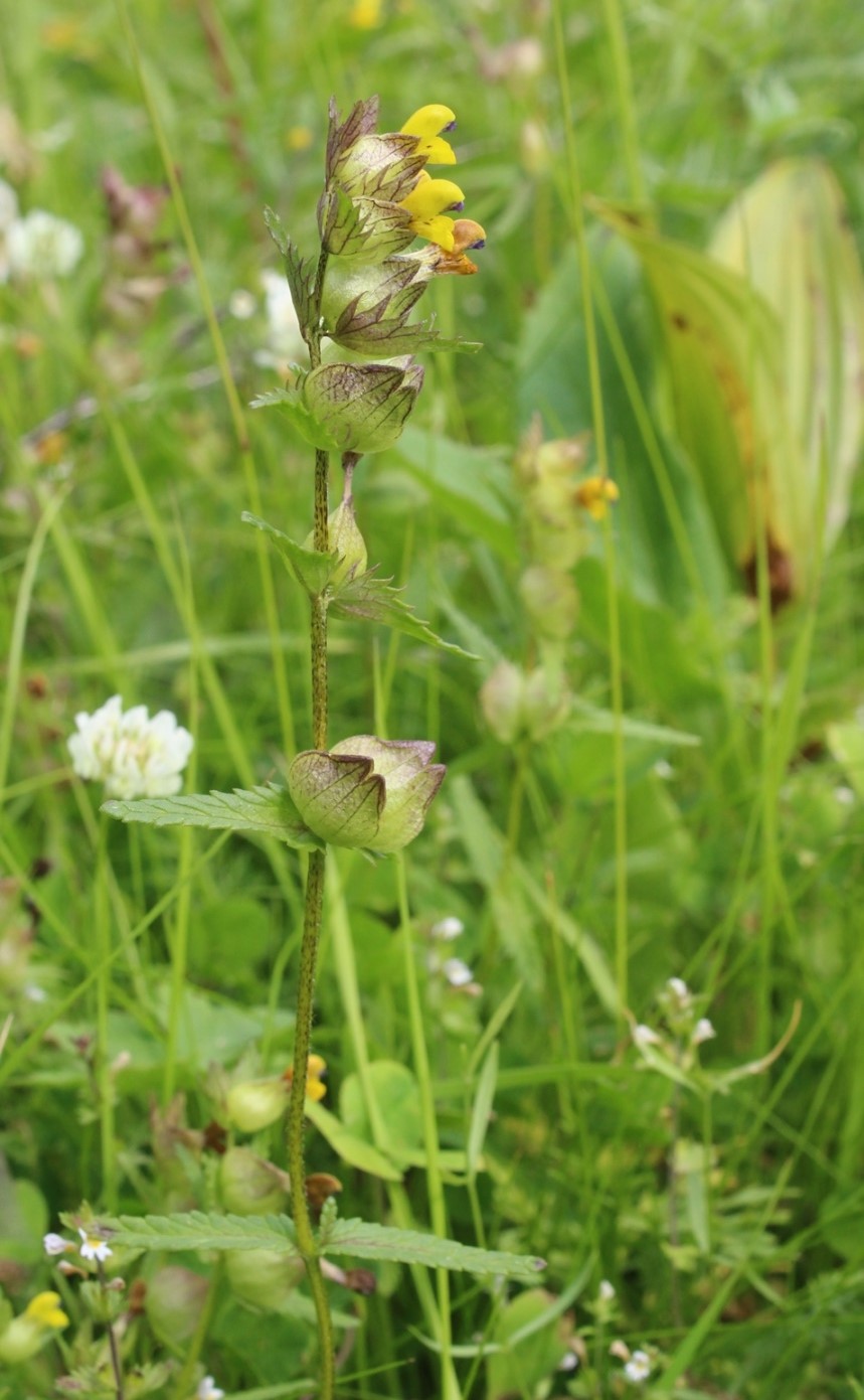 Изображение особи Rhinanthus minor.