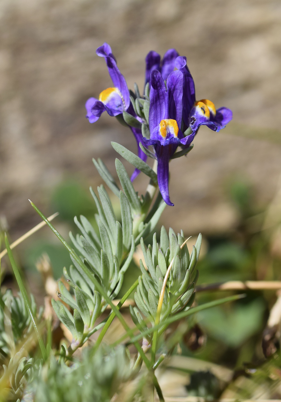 Image of Linaria alpina specimen.