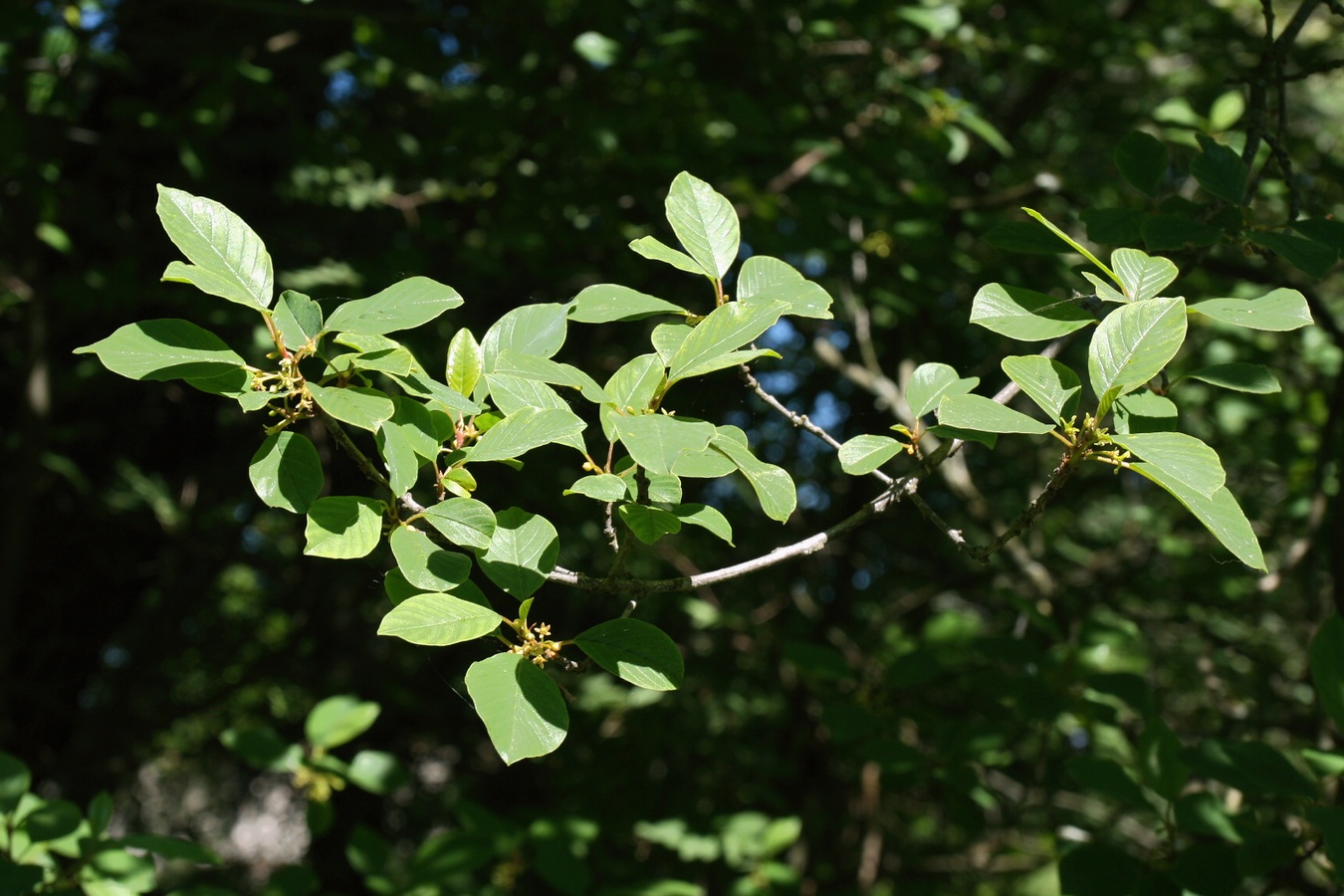 Image of Frangula alnus specimen.