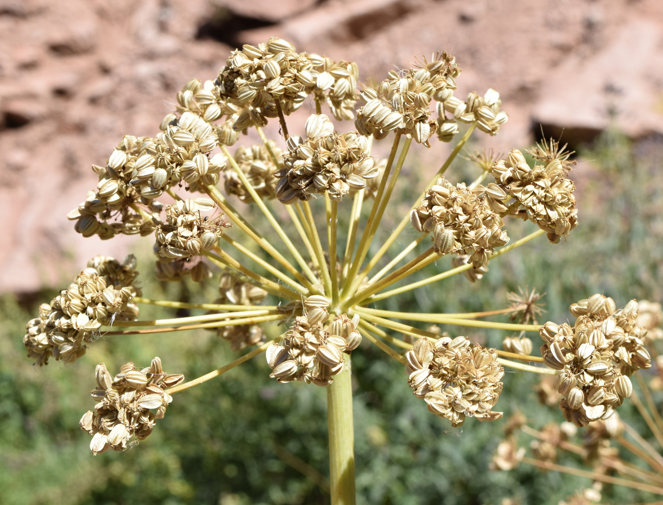 Image of Archangelica tschimganica specimen.