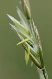 Festuca pratensis. Распустившийся колосок. Белоруссия, Витебская обл., суходольный луг в окр. пос. Езерище. 14.06.2010.