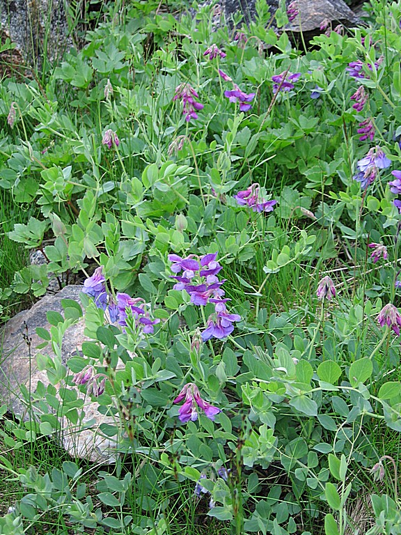 Image of Lathyrus japonicus ssp. pubescens specimen.