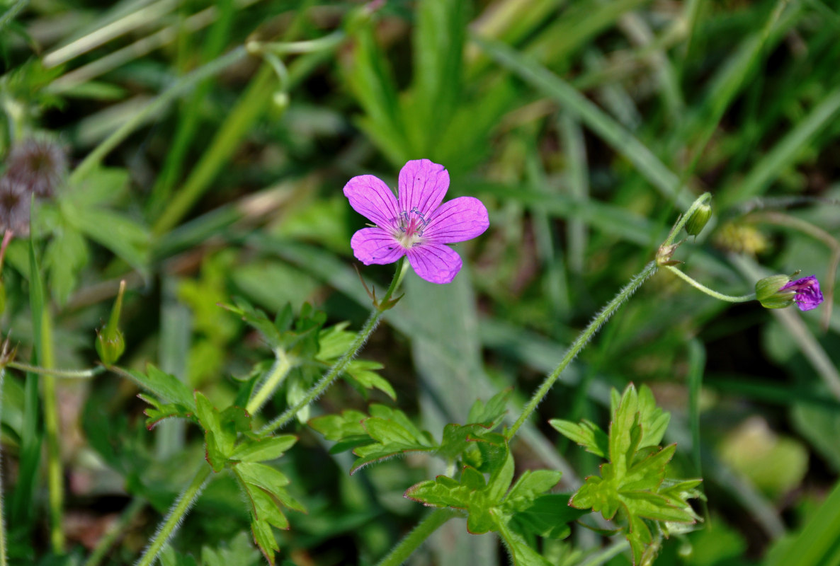 Image of Geranium palustre specimen.