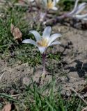 Colchicum kesselringii