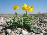 Glaucium fimbrilligerum