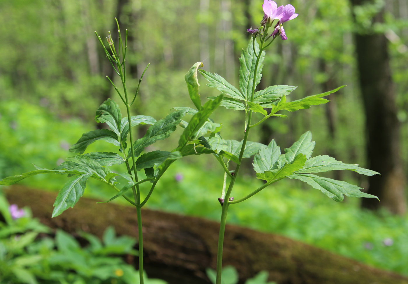 Image of genus Cardamine specimen.