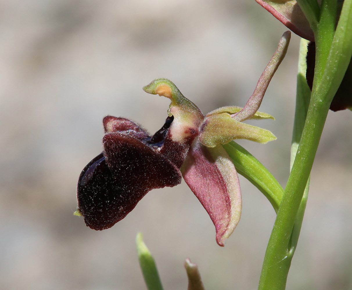 Изображение особи Ophrys mammosa.