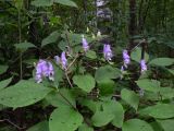 род Aconitum