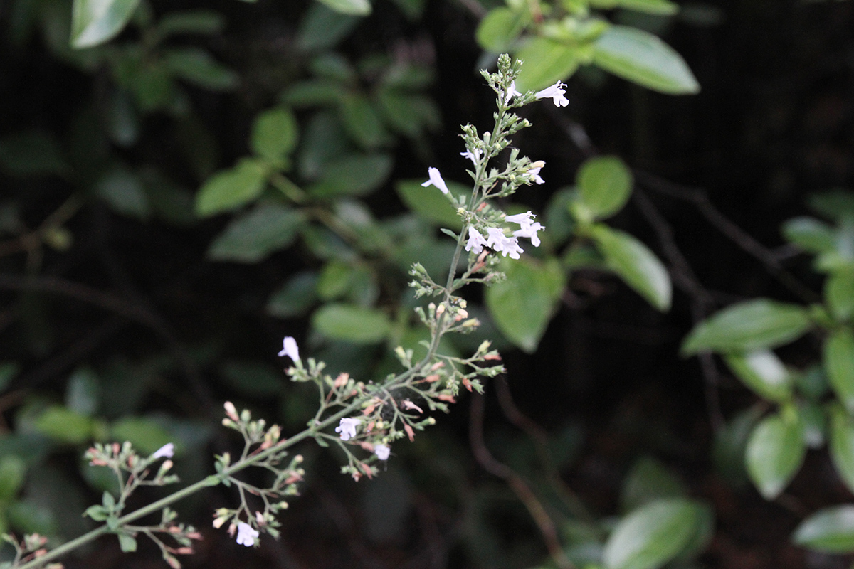 Image of Clinopodium spruneri specimen.