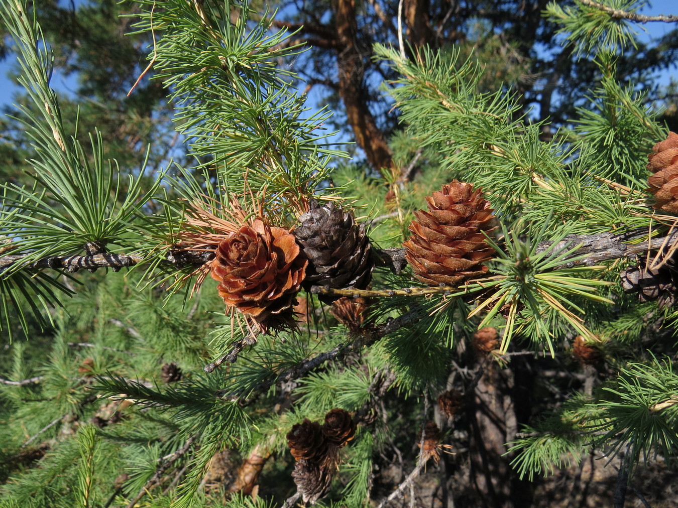 Image of Larix sukaczewii specimen.