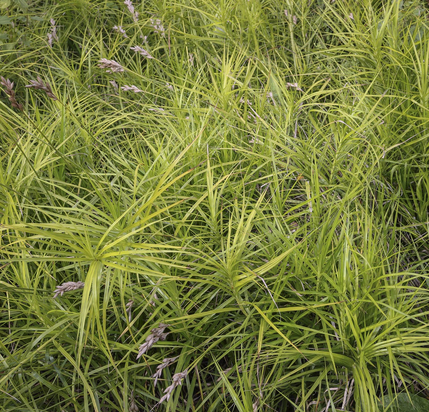 Изображение особи Carex muskingumensis.