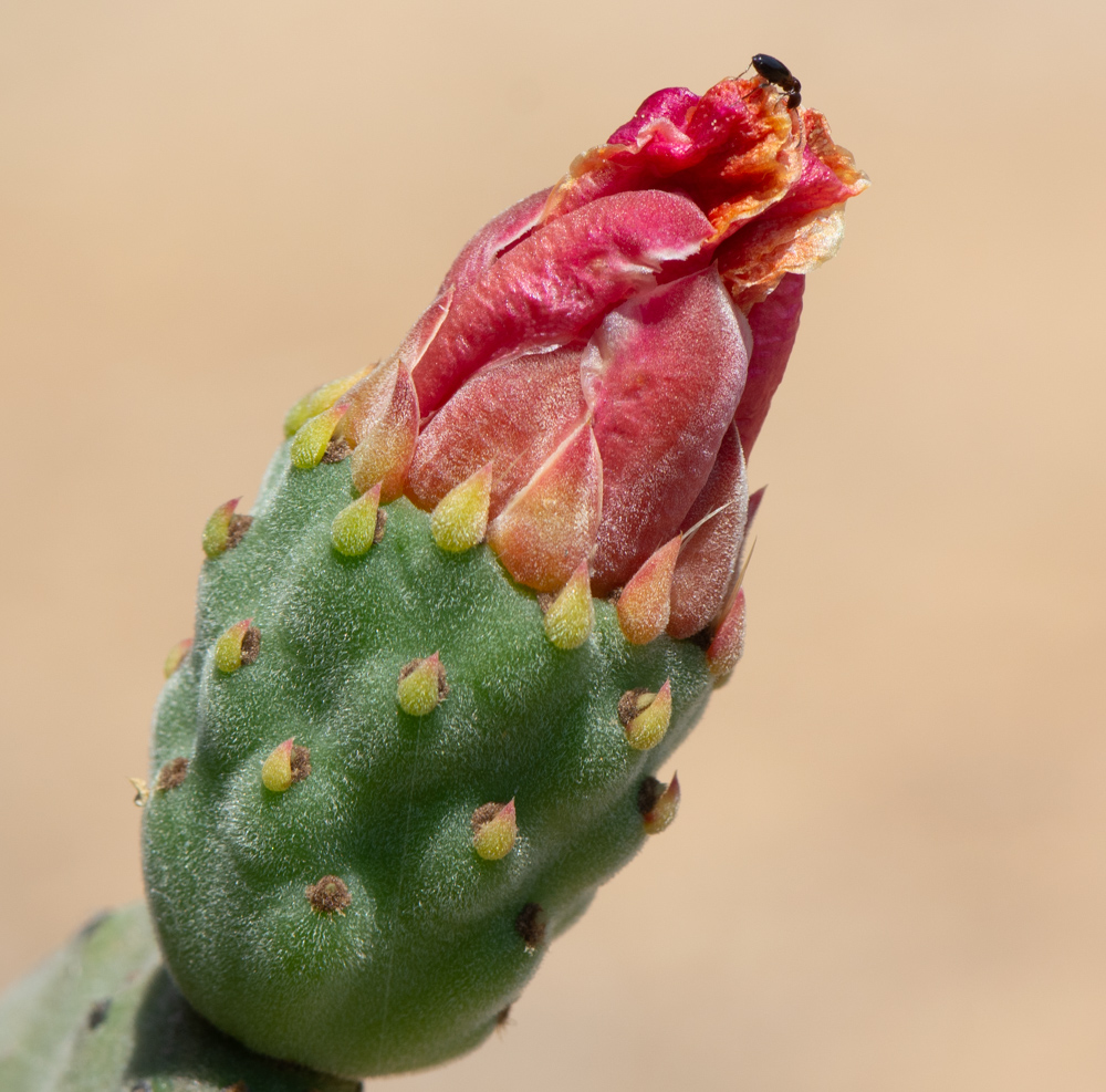 Изображение особи Opuntia tomentosa.