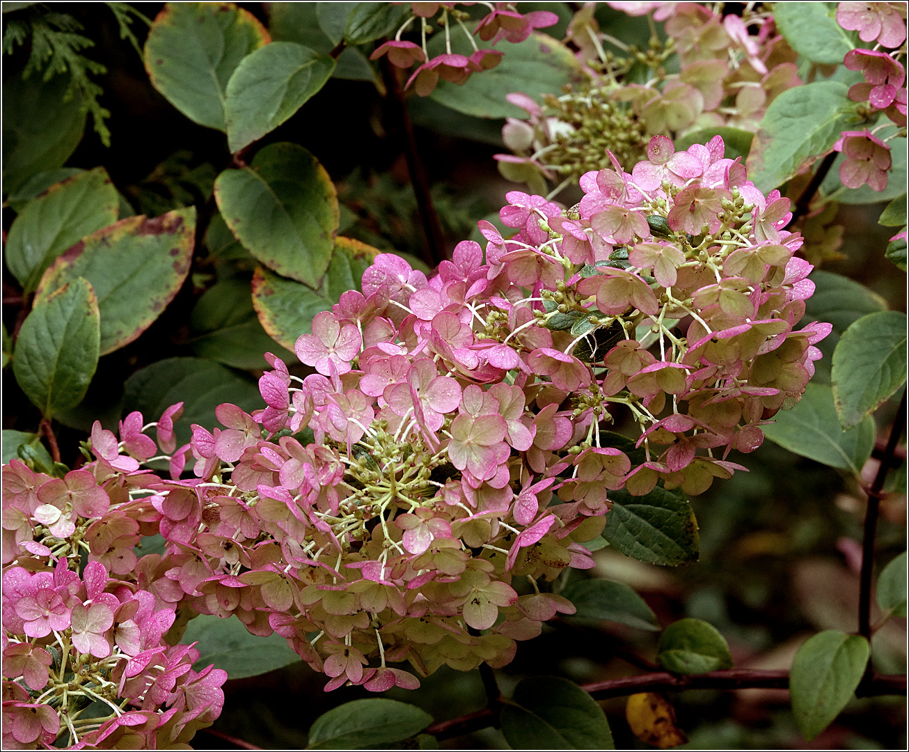 Image of Hydrangea paniculata specimen.