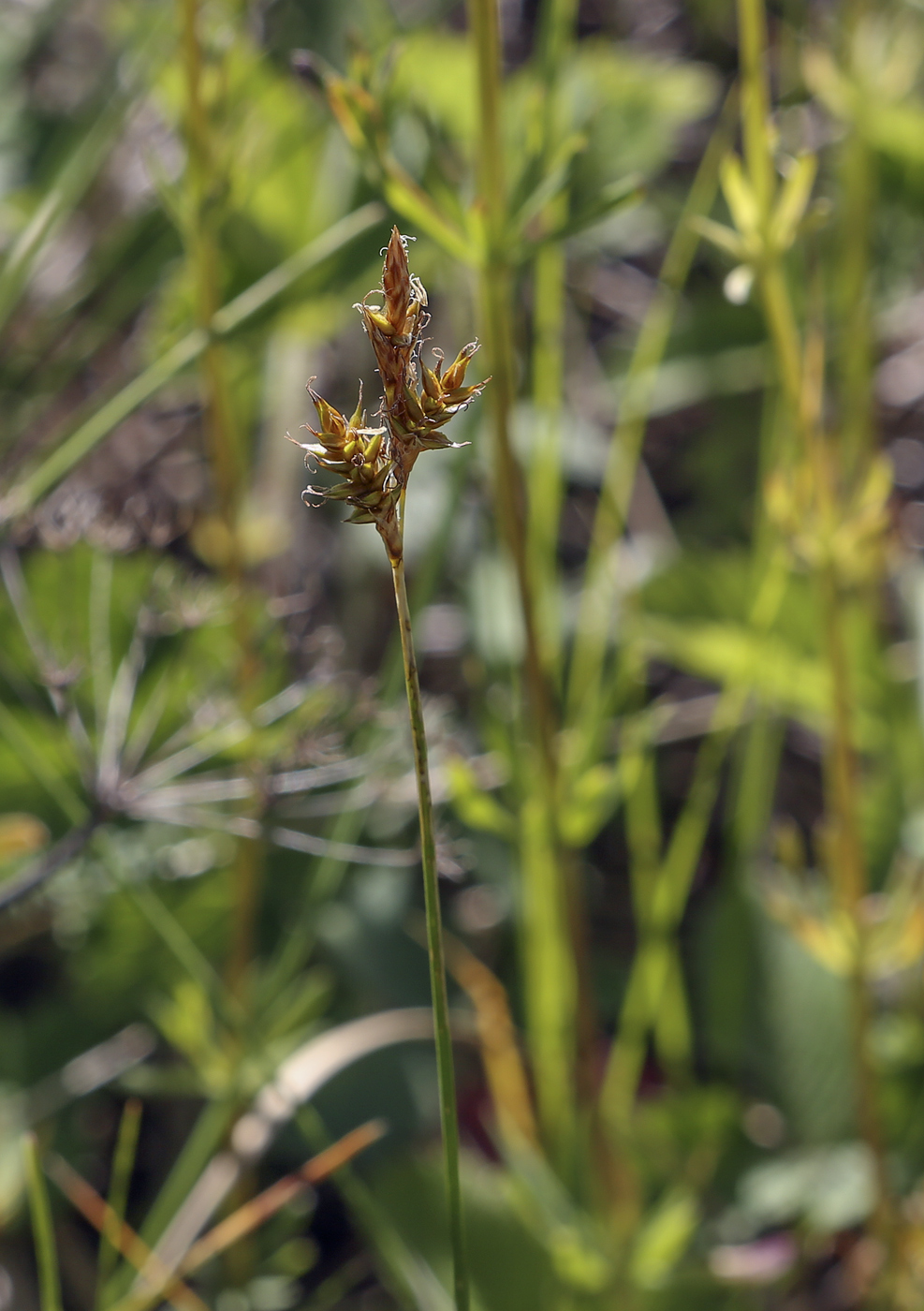 Image of Carex praecox specimen.