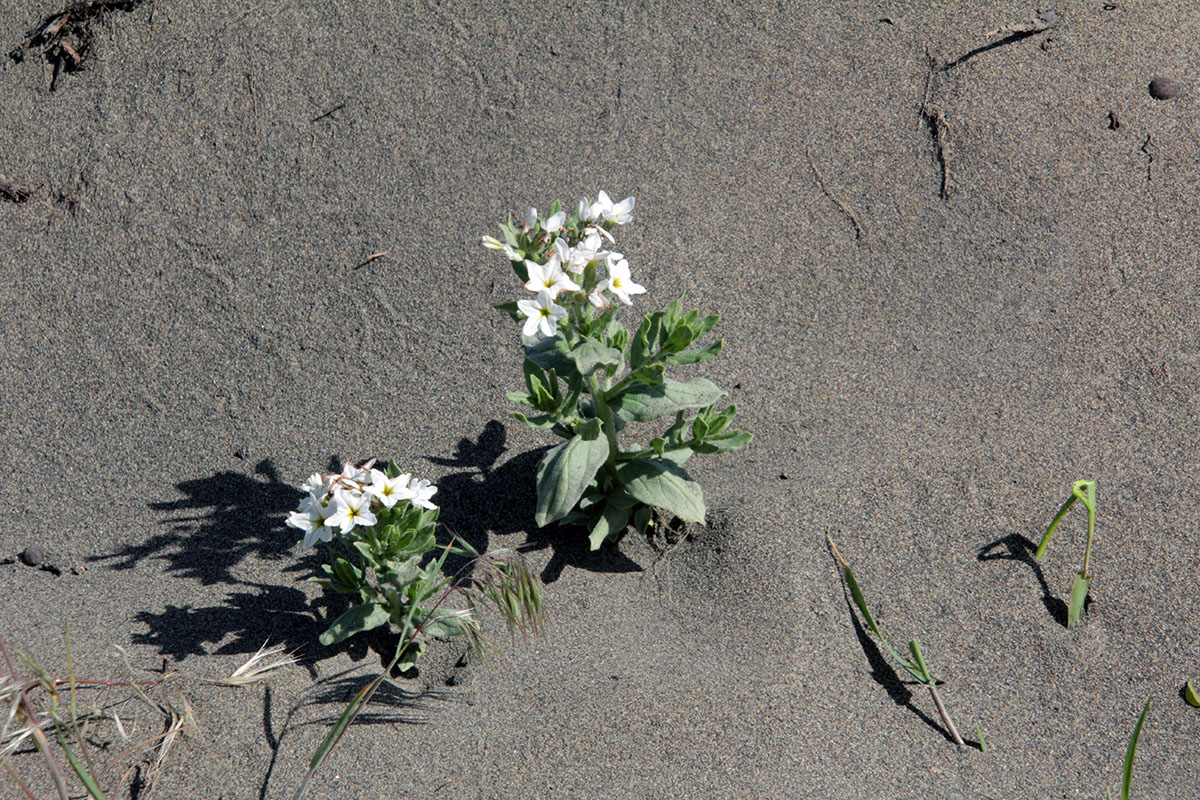 Image of Argusia sibirica specimen.