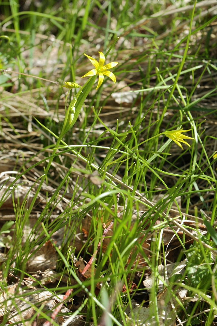 Image of Gagea minima specimen.