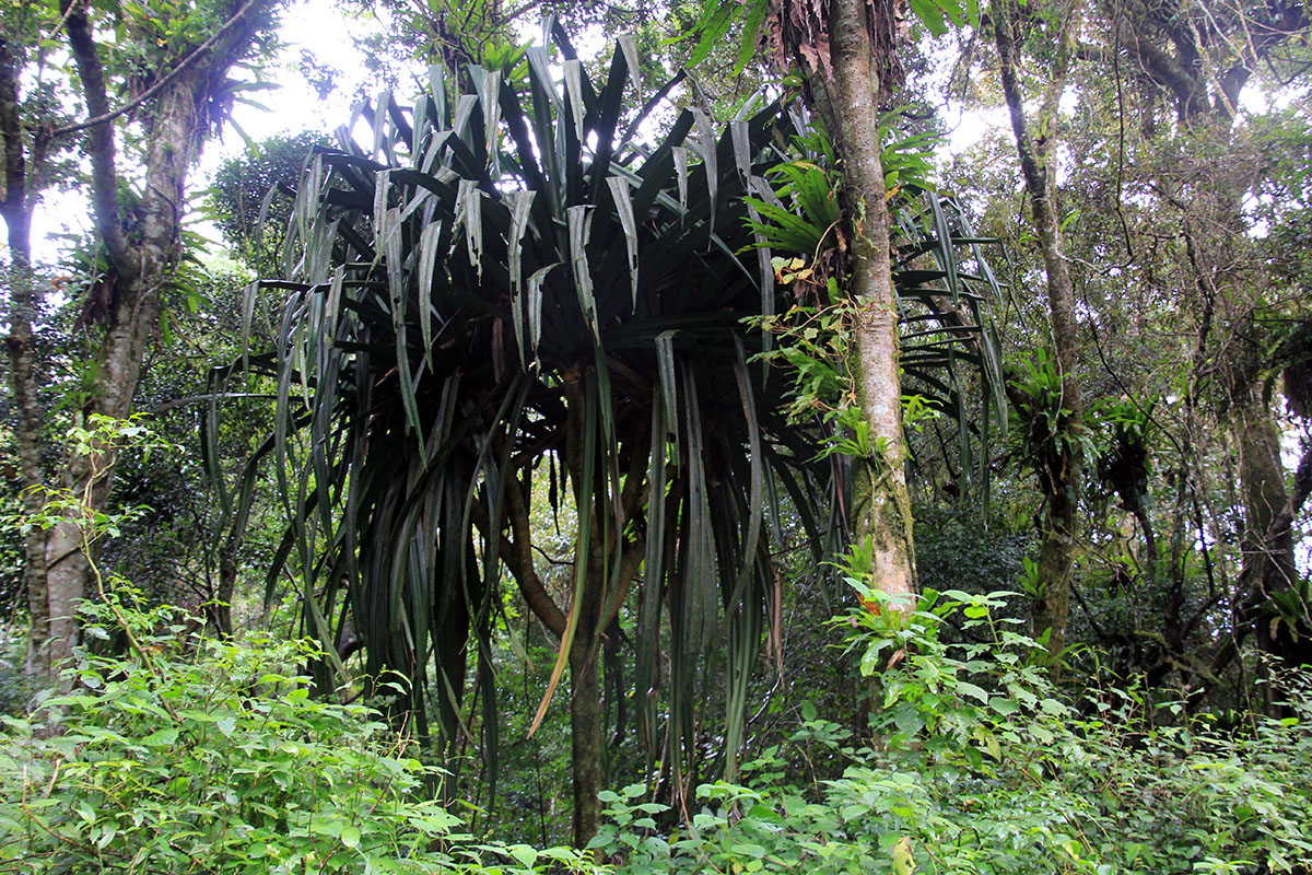 Image of genus Pandanus specimen.