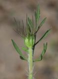 Daucus guttatus