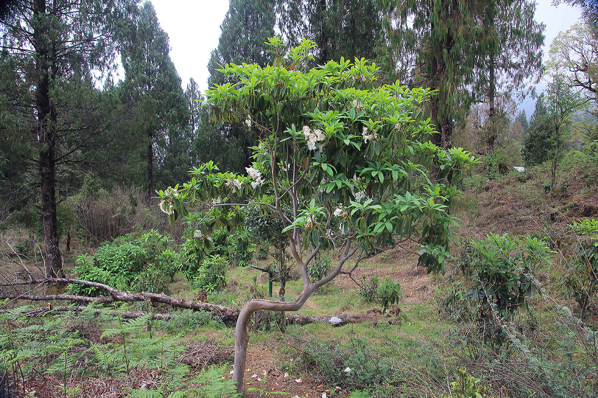 Изображение особи род Rhododendron.