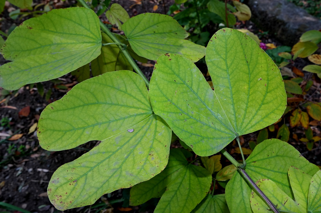 Изображение особи род Bauhinia.