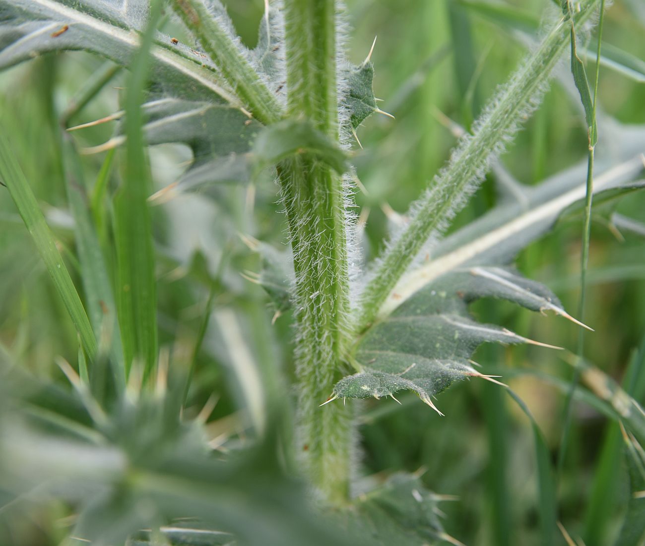 Изображение особи род Cirsium.