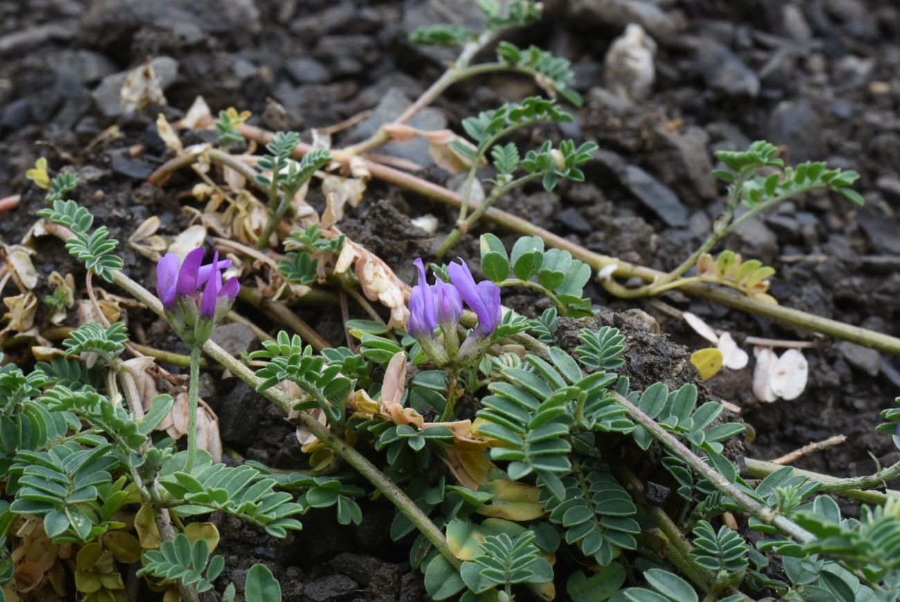 Изображение особи род Astragalus.