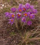 Pulsatilla patens