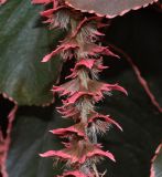 Acalypha wilkesiana. Часть пестичного соцветия. Чили, обл. Valparaiso, провинция Isla de Pascua, г. Hanga Roa, двор гостиницы. 17.03.2023.